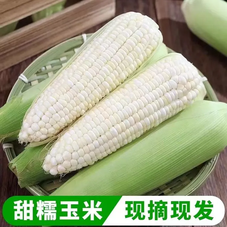 现摘新鲜白糯玉米香糯玉米白甜糯玉米嫩包谷带壳黏玉米应季糯玉米
