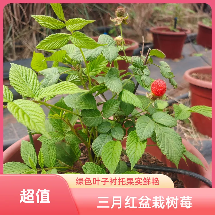 三月红阳台庭院绿植盆栽带刺盆栽树莓带盆带土包邮