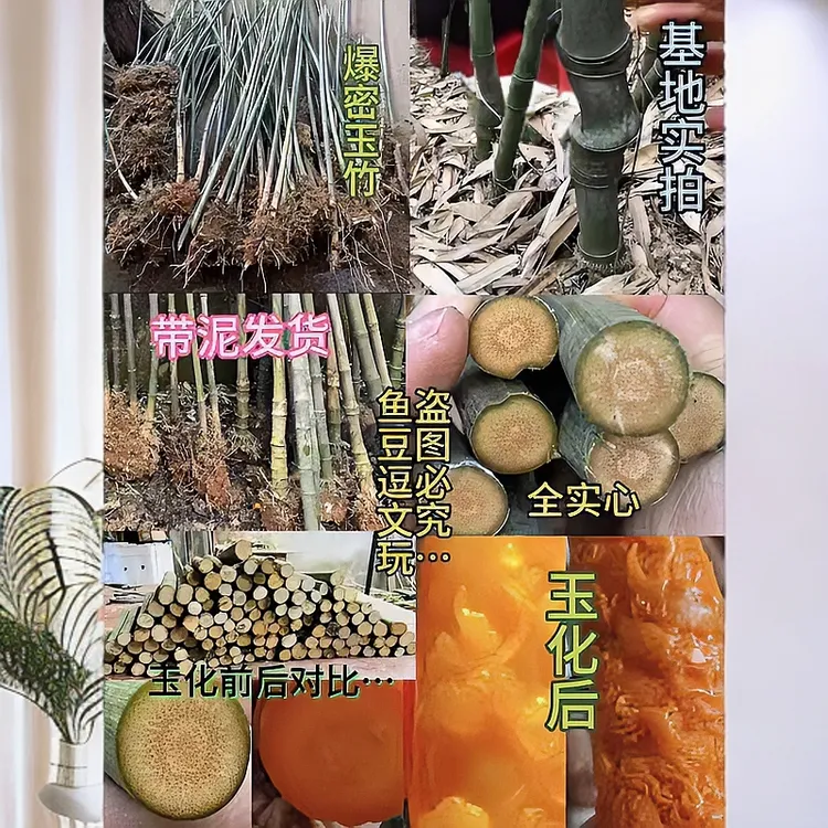 红心爆密实心种苗 实心竹种苗 竹苗 玉竹种苗 爆密实心竹种苗 