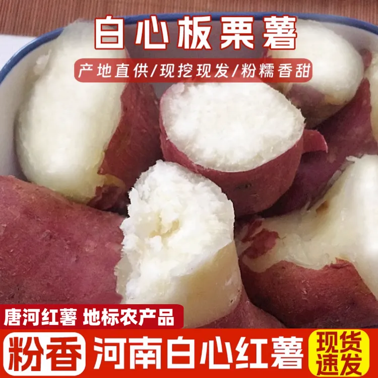 25年白心板栗薯爆皮王河南新鲜现挖红皮白瓤沙地老品种地瓜番薯