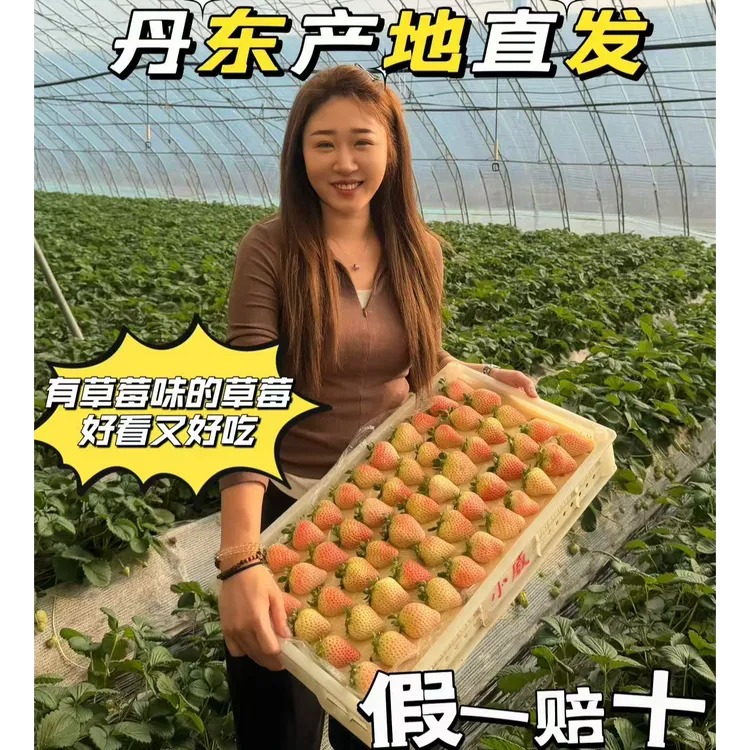 正宗丹东九九草莓产地直发/阿玉