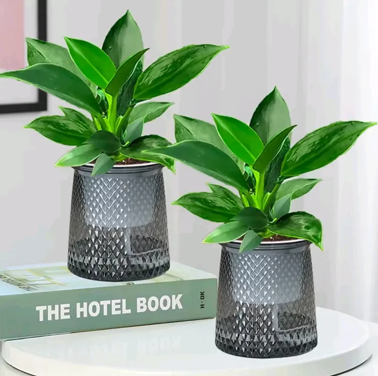 热销【拍一发二】金钻盆栽室内净化空气美观桌面绿植四季常青3