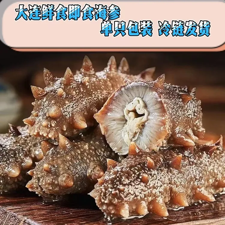 【买60根送21根】鲜食即食中大连工厂海参肉厚刺参秋参