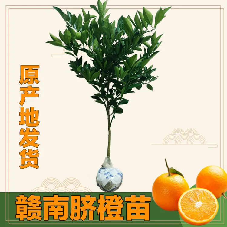 赣南脐橙树苗橙子树苗纽荷尔地栽盆栽