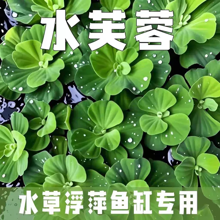 浮萍水草水面水生水培植物造景耐活好养净化水质养鱼缸水养水芙蓉
