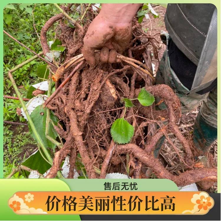 纯天然鲜采直供：地道新鲜苎麻根，锁住自然精华包邮到家品质保障