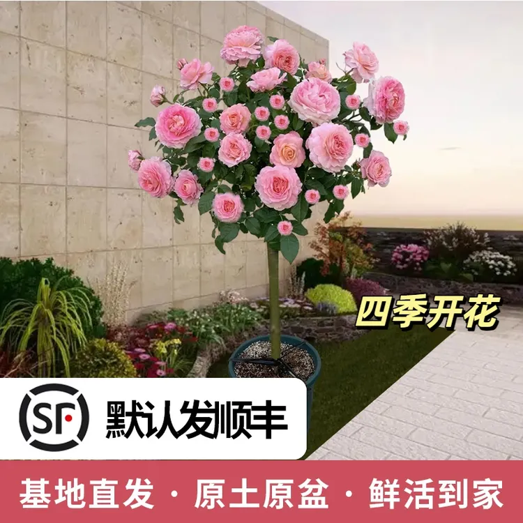 庭院棒棒糖树桩月季独杆花卉绿植盆栽四季开花浓香棒棒糖月季花树