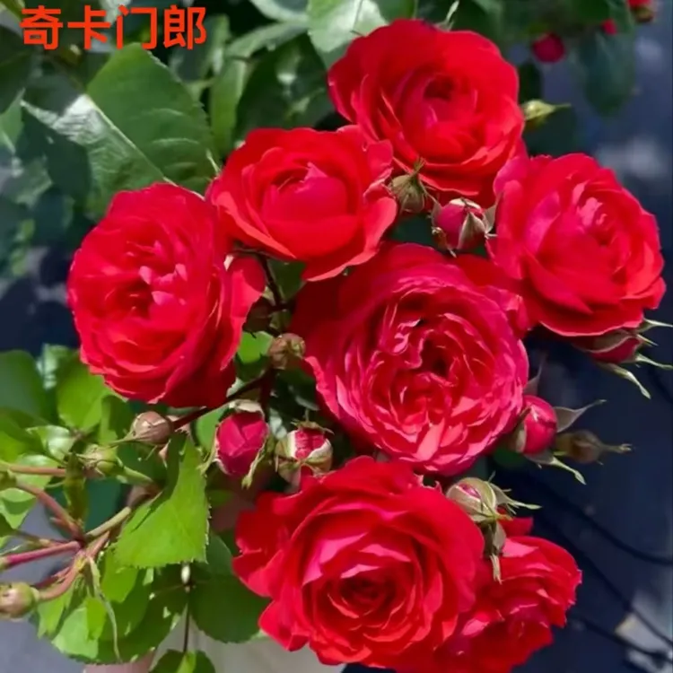 树桩月季庭院阳台爬藤月季花苗四季开花浓香耐寒盆栽植物