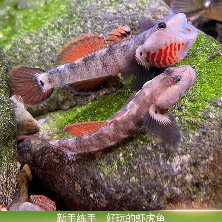 虾虎鱼白面虾虎溪吻翻沙原生溪流鱼观赏鱼冷水鱼鼠鱼原生鱼活体鱼