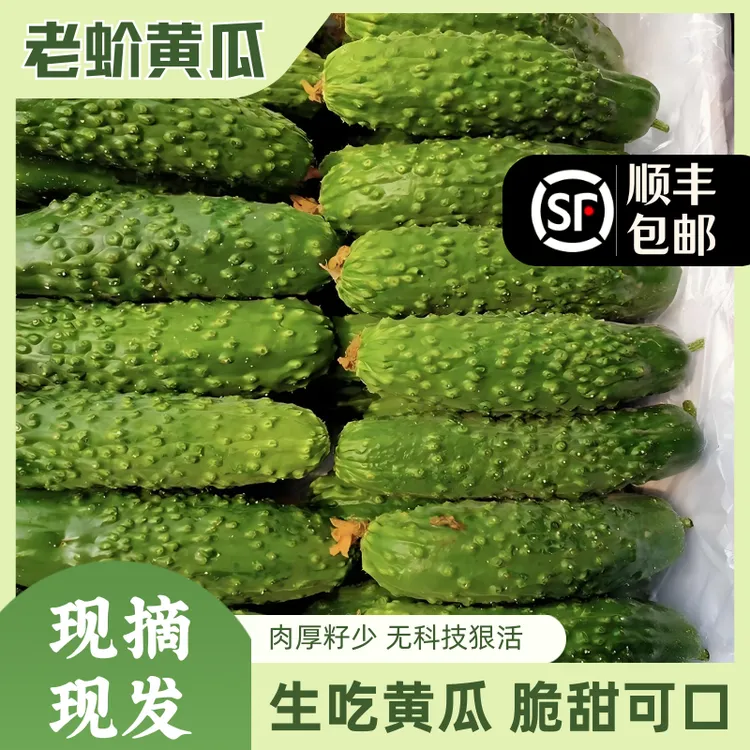水果老蚧黄瓜新鲜现摘现发香甜脆嫩露天旱地生吃农家黄瓜旱黄瓜