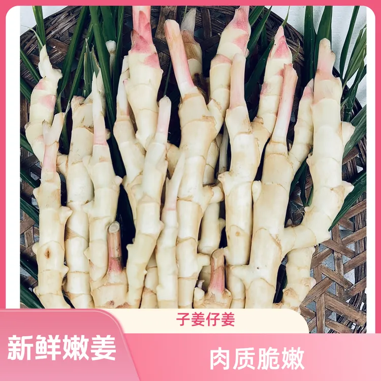 【普通快递】广西红芽嫩子姜新鲜现挖仔姜子姜根部有微丝带微土