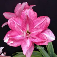 朱顶红种球【魔魅少女】小苗自然球-重瓣包对版-