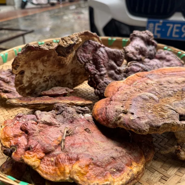 贵州高海拔、野生赤灵芝、味苦回甘泡酒煮茶、存储密封冷冻