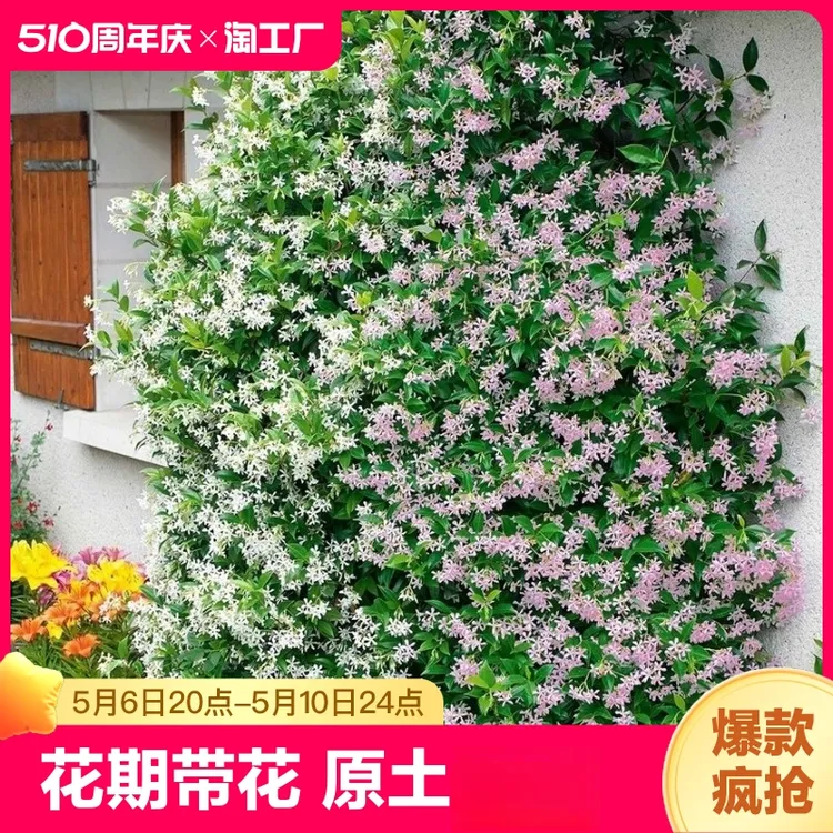 风车茉莉月季花盆栽大苗四季开花耐寒爬藤花卉庭院阳台绿植
