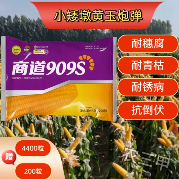 商道909S（创收杜伟）小矮墩 黄玉炮弹 轴细粒深 红轴玉米