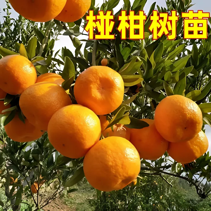 椪柑树苗庭院地栽耐寒桔子树苗盆栽嫁接橘子树苗南北方种植橘子苗