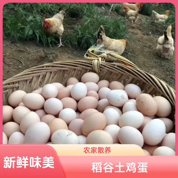 高营养健康土鸡蛋