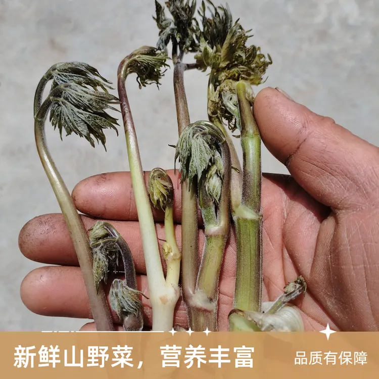 围场野生苦力牙，来自大山的问候（野生叶子开，株高，不支持退货）
