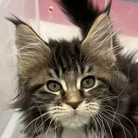 来了姊妹-棕虎斑加白缅因猫 弟弟 11