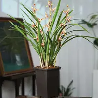 【红贵妃带5-8花剑】四季兰花浓香好养室内外高端精品绿植花卉盆栽
