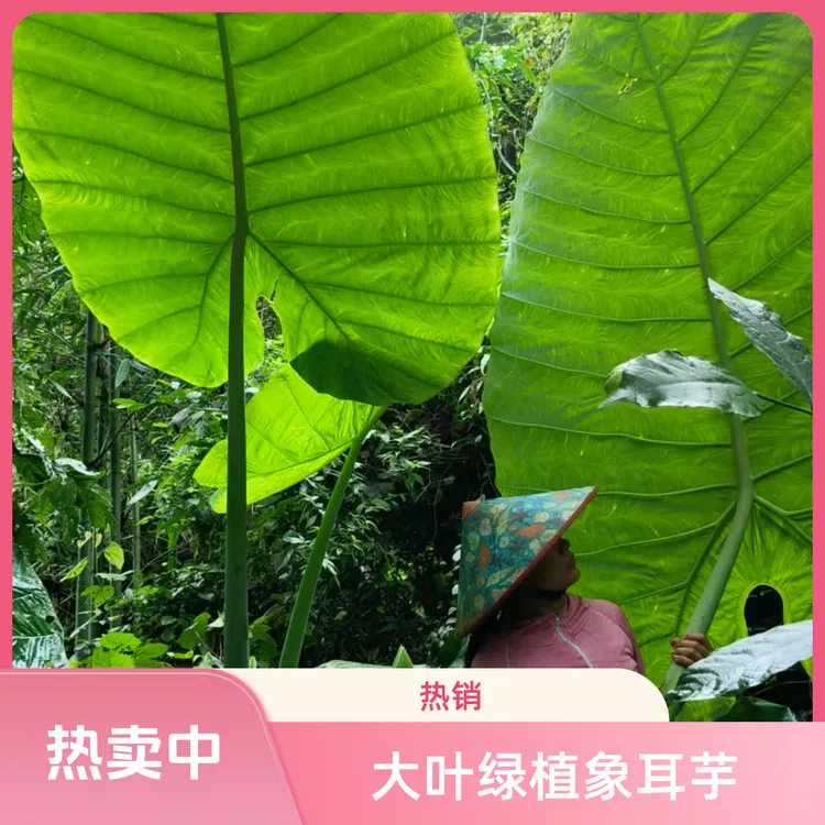 大型室内盆载网红植物象耳芋庭院造型树花卉盆栽室内绿植景观树