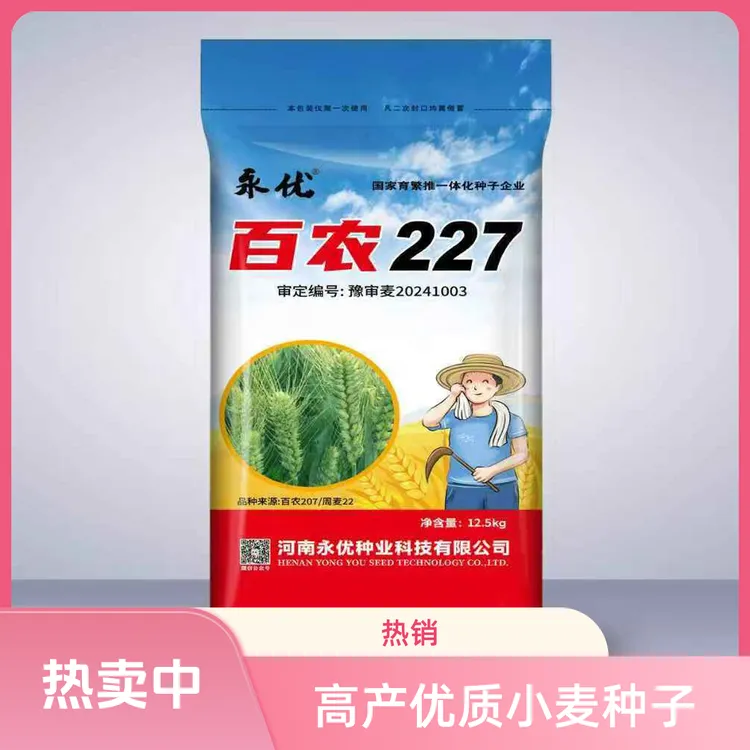 最新审定百农227高产小麦原种矮杆大穗高抗倒抗病抗冻穗大穗匀