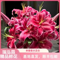 （黑美人）单瓣香水百合东北鲜花原产地直发鲜花鲜切花顺丰包邮