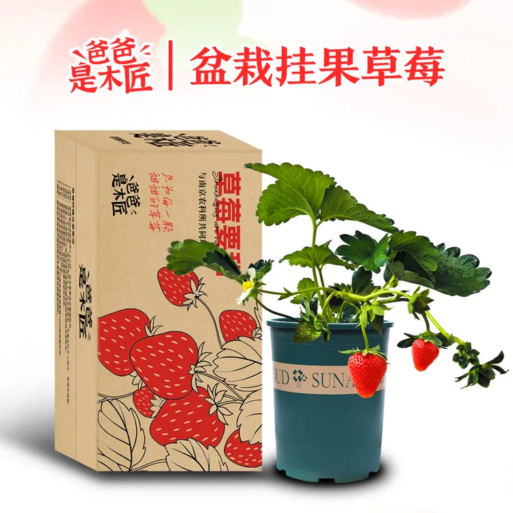 【15天内发】挂果草莓盆栽带盆带土对版草莓红颜梦之芙