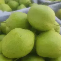 甘肃天水高山露天种植早酥梨脆甜多汁应季时令水果