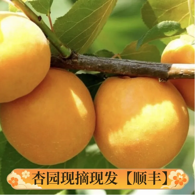 阳高大接杏20-24个左右净重5斤