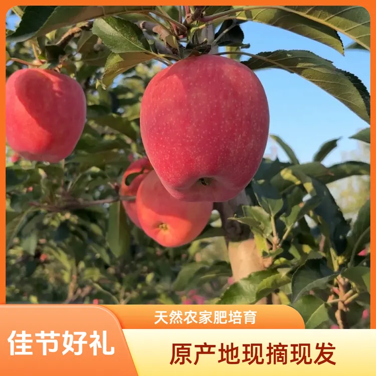 冉样甘肃庆阳新品种“中秋王苹果”脆甜多汁原产地【自家果园】鲜摘