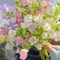 鲜花【风铃】同地址两单以上顺丰包邮送货上门+送配草1扎