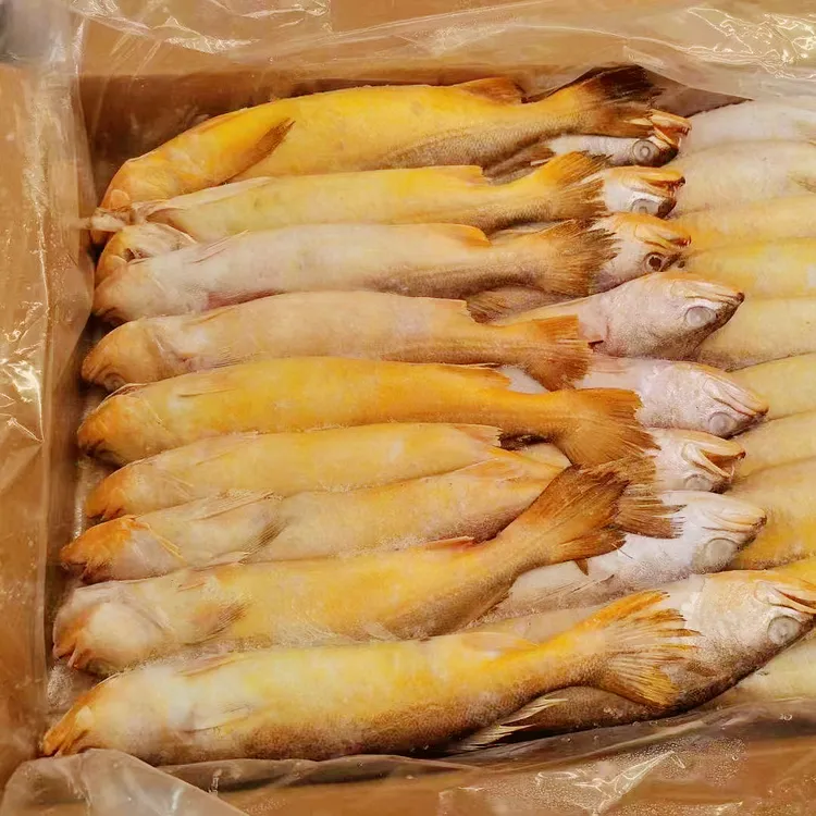 大西洋野生海捕黄鱼/100%纯野生/大西洋进口黄鱼