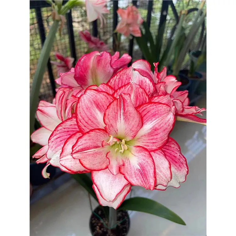 【安瑞雅】澳洲品种自然球重瓣原生朱顶红种球室内外