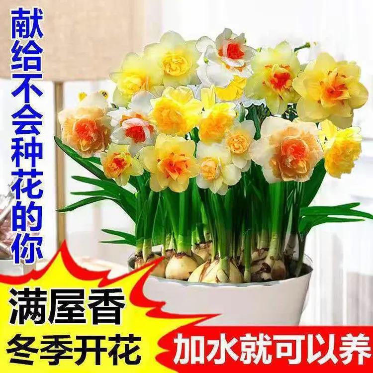 重瓣水仙花种球水培种植室内四季水养桌面阳台盆栽植物年宵花卉