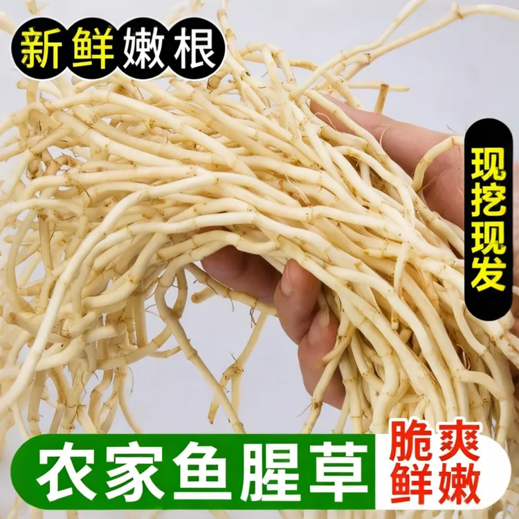【新根上市】农家现挖鱼腥草新鲜折耳根嫩根湖北节儿根农家下饭菜