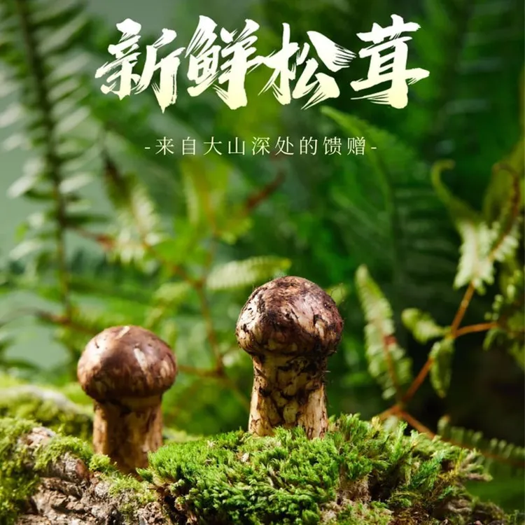【杜杜甄选】云南香格里拉新鲜松茸精选品质现采现发不开伞松茸礼盒