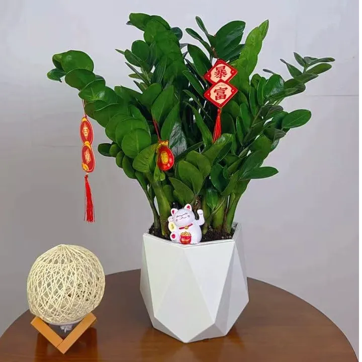 六角盆金钱树钱串子室内客厅绿植四季常绿盆栽植物带招财猫带挂件