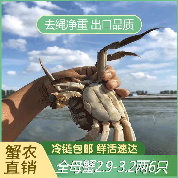 【活蟹全母】江苏大闸蟹母蟹2.9-3.2两6/8/10只装鲜活现货螃蟹礼盒