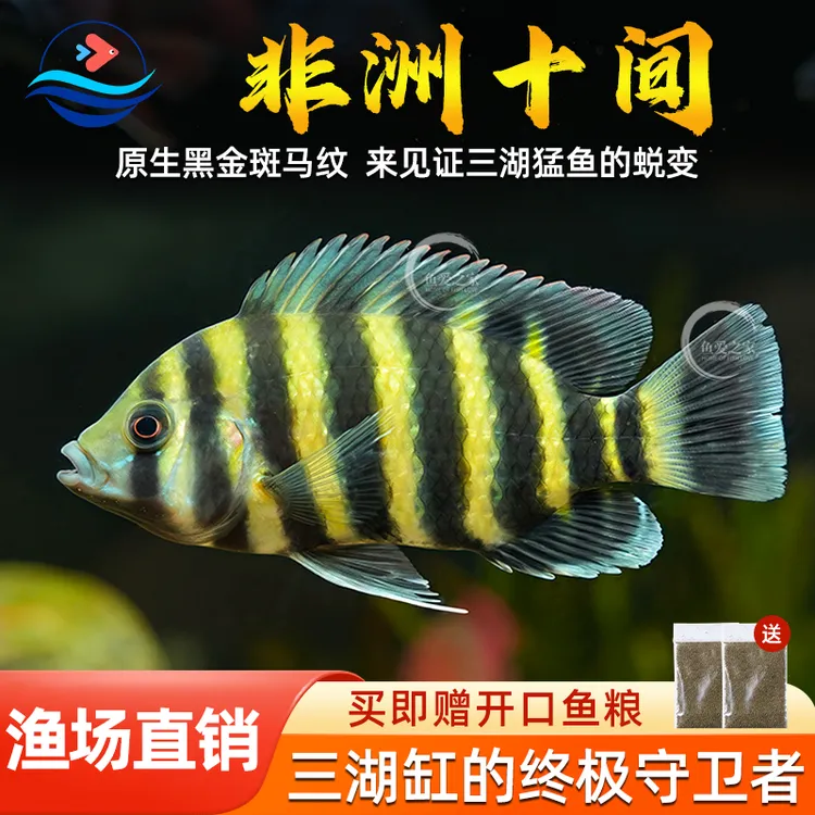 十间鱼非洲虎鱼热带观赏鱼活体鱼大型淡水鱼三湖慈鲷渔场直发包邮