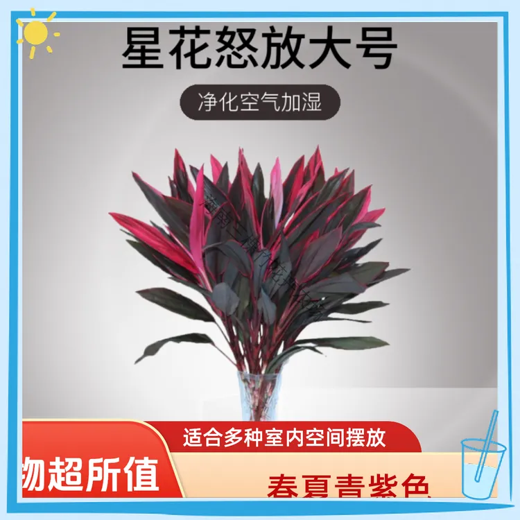 星花怒放大号鸿运直播花开花卉绿植水培植物水培花卉室内水养