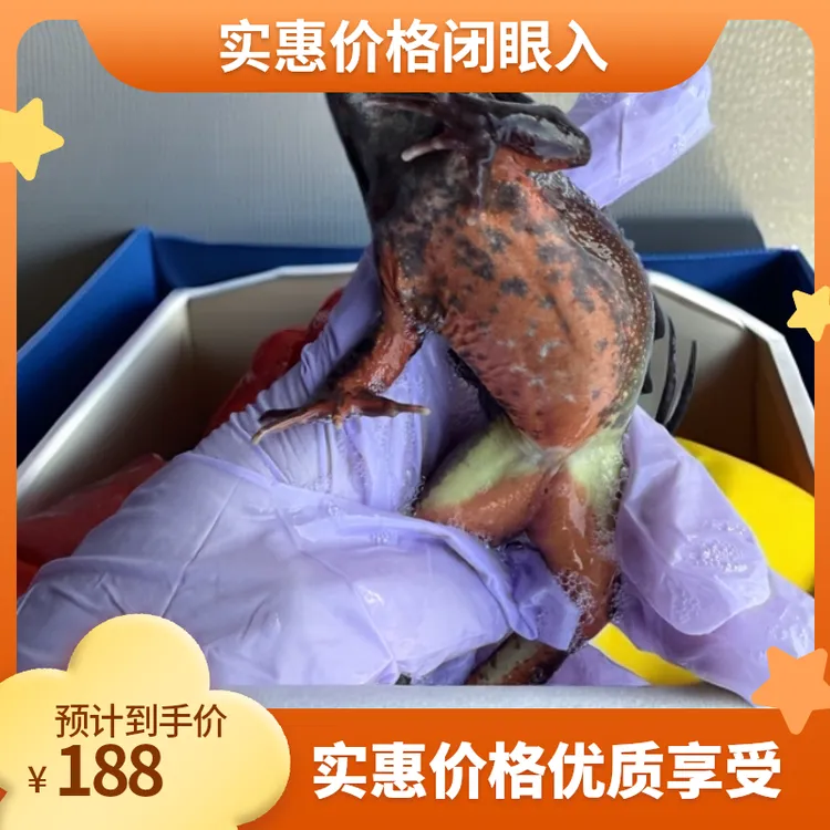 东北林蛙（母）蛤蟆满籽满油