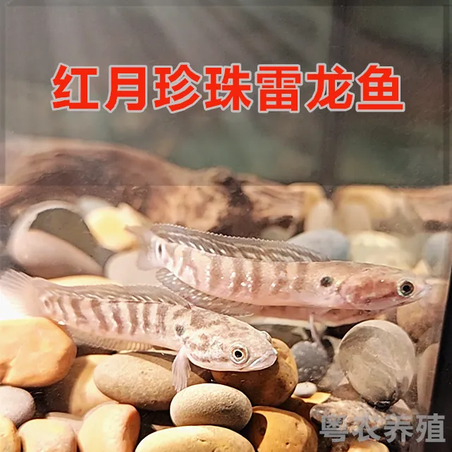 七星鱼红月珍珠冷水国产章公凶猛彩虹雷龙鱼淡水观赏鱼活体养殖
