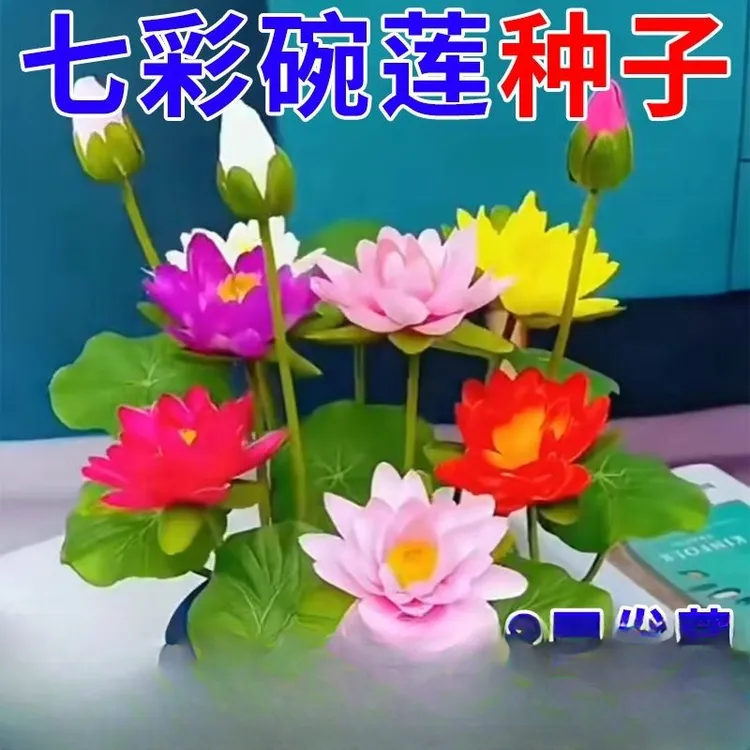 春季碗莲种子七彩五颜六色荷花水养莲花四季开花盆栽碗莲水养绿植