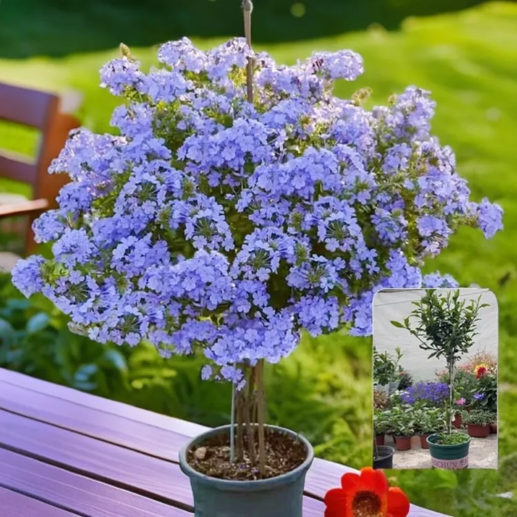 棒棒糖蓝雪花盆栽大苗四季开植物带花苞花卉阳台客厅庭院好养绿植