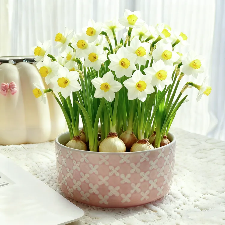 水培水仙花鲜花盆栽年宵花卉种球水养易活室内外冬季开花绿植