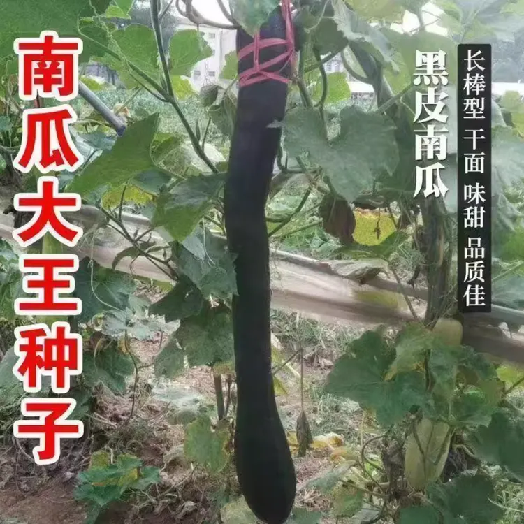 【特长嫩南瓜种子】四季种植盆栽地栽阳台小院种植