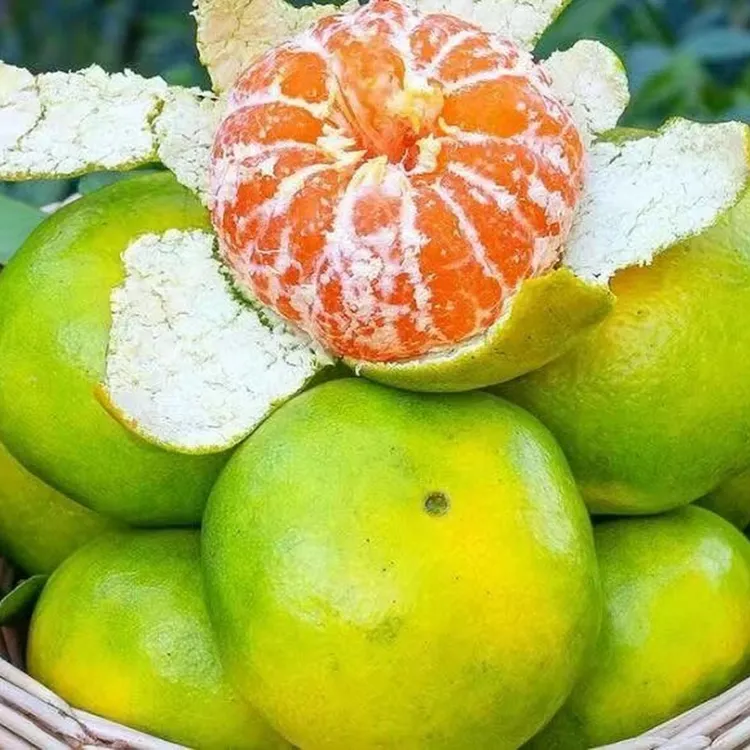 临海蜜橘蜜桔无核批发高山现摘新鲜速达果冻薄产地发橘子