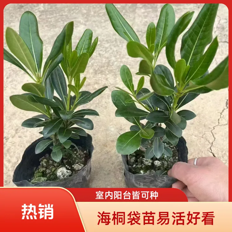 海桐袋苗盆苗盆景绿植室内客厅庭院阳台四季好养护绿植物净化空气