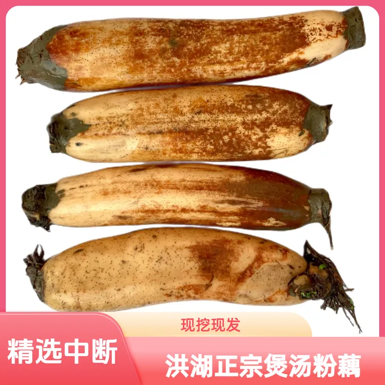 六月春湖北正宗洪湖新鲜粉藕3斤5斤九孔煲汤莲藕粉糯藕新鲜现挖